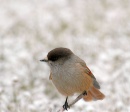 Kuukkeli_Siberian Jay2 * 2053 x 1780 * (2.95MB)